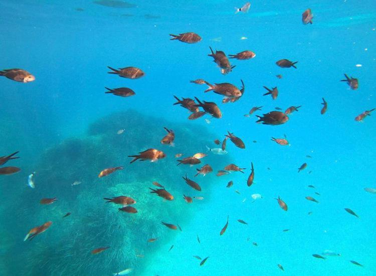 Villa Le Corail Rouge Corse Lecci Buitenkant foto